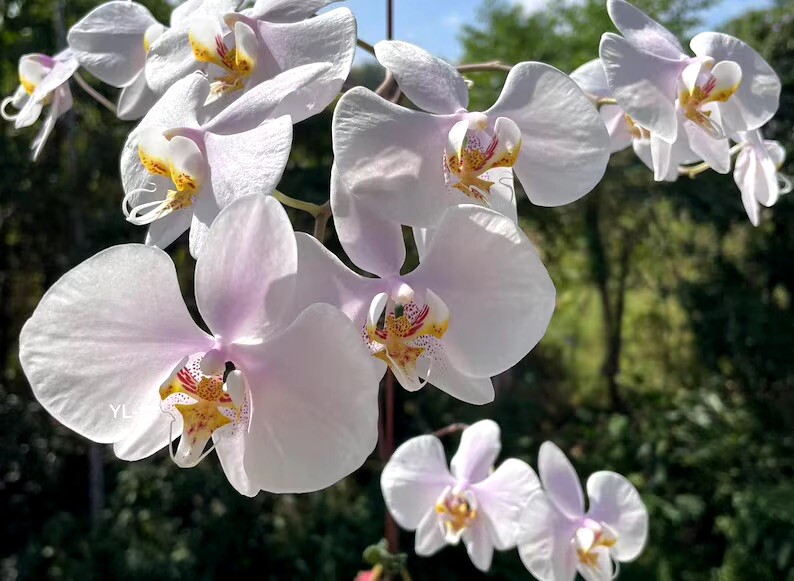 Phal. amabilis ‘Pink dumbo” (from Surabaya) x sib, orchid species