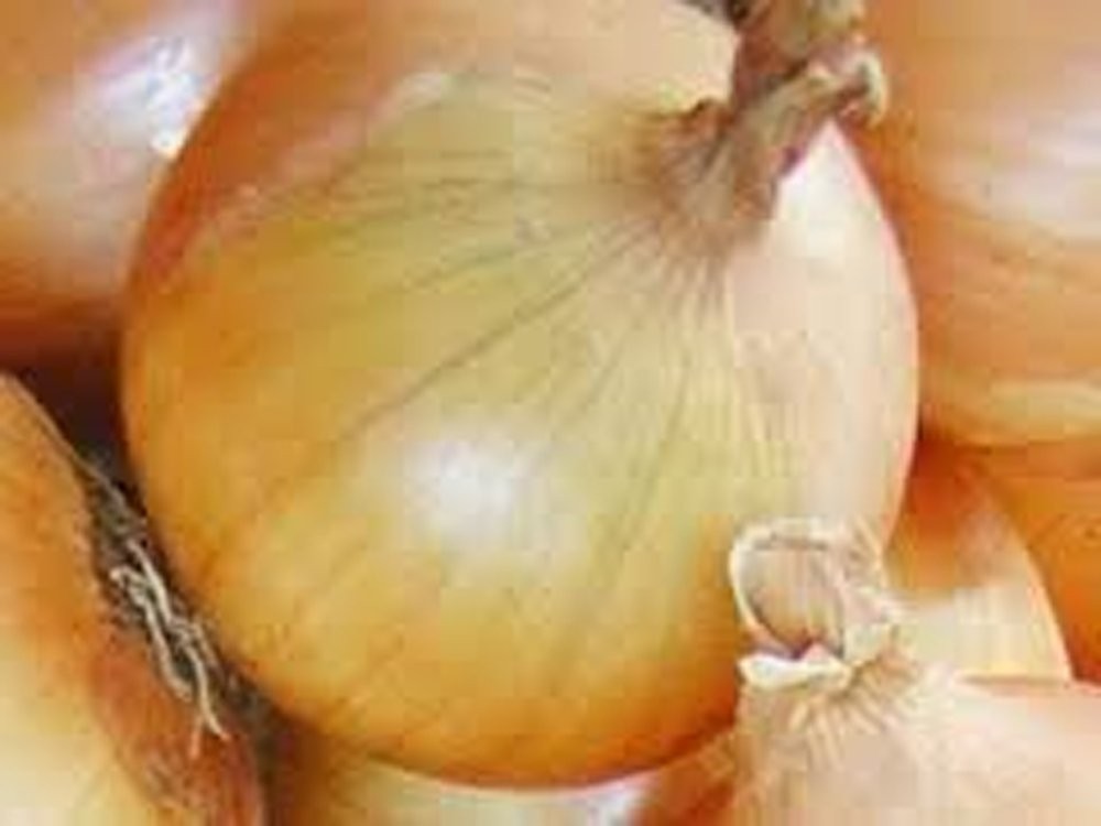 Onion, Texas Early Grano, Heirloom, 200 Seeds, Short Day, Vidiala Type