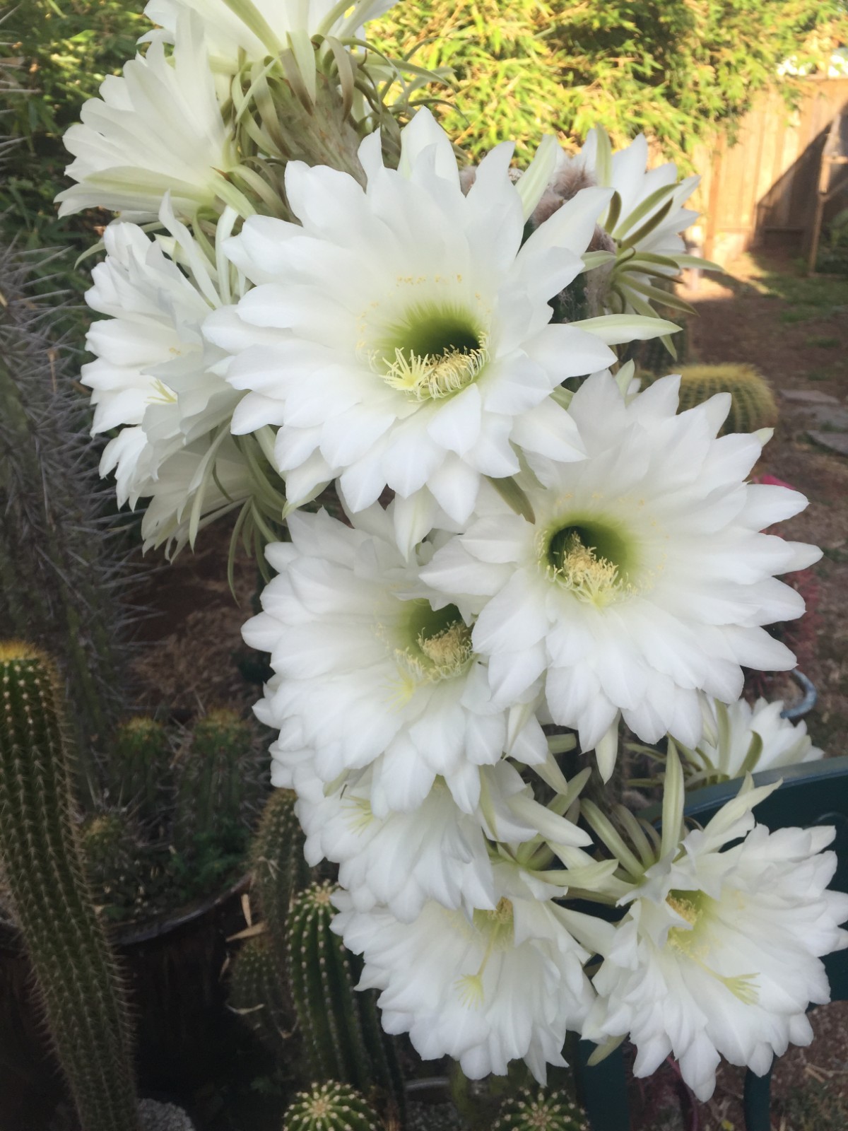 Midcut Echinopsis spachiana, short-spined clone; favored by thieves!