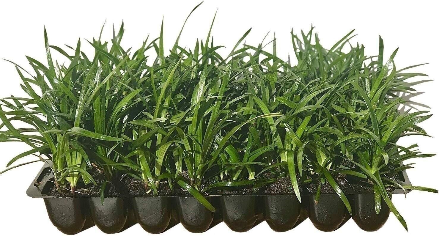Liriope Big Blue | 2 Inch | Liriope muscari | Low Maintenance | Hardy Plant