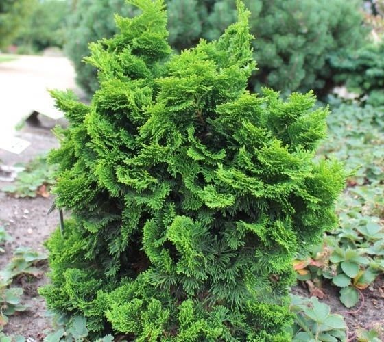 Dwarf Hinoki Cypress ( nana gracilis ) – Live Plant – ( 2.5 QT )