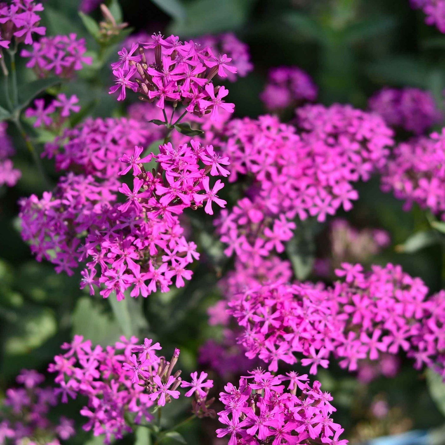 Silene Armeria Sweet William Catchfly / None so Pretty Catchfly 20+ seeds