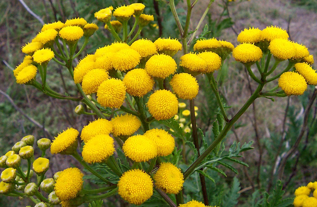 Lot of 5: Tansy Medicinal Insect Mosquito Repellent Live Plant
