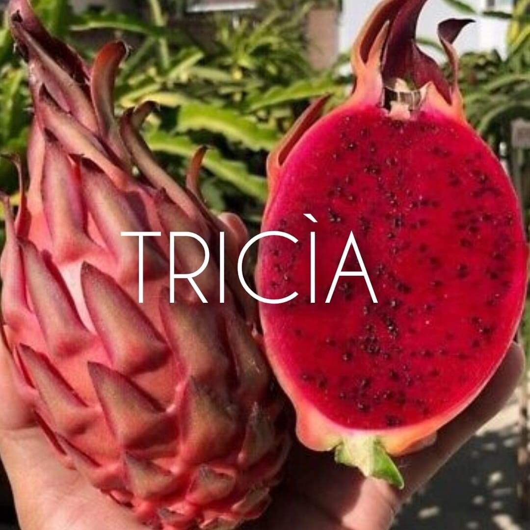 3 DRAGON FRUIT CUTTINGS 8-14 Inches check the description