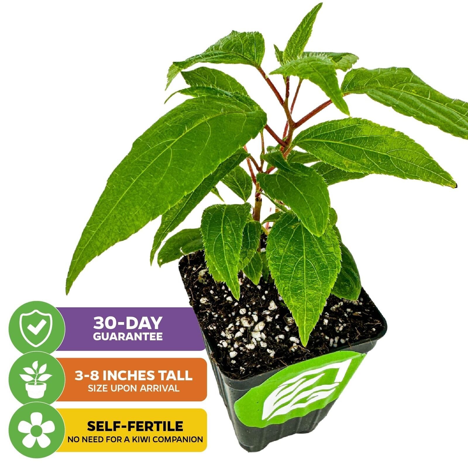 Prolific Hardy Kiwi – Actinidia arguta – Live Plant
