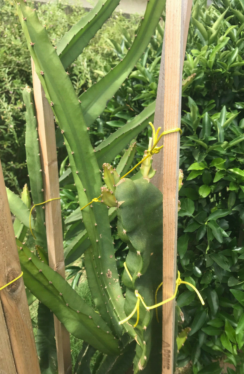 Yellow Sweet Dragon Fruit Var. “PALORA”, Pitaya Selenice 7″-10″ (2) pieces