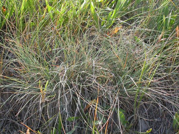 Festuca idahoensis | Roemer’s Fescue | Blue Bunchgrass | 250 Seeds