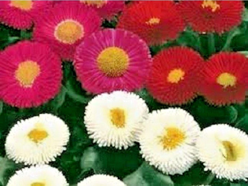 401+ENGLISH DAISY MIX Flower Seeds European Wildflower Early Blooms Groundcover