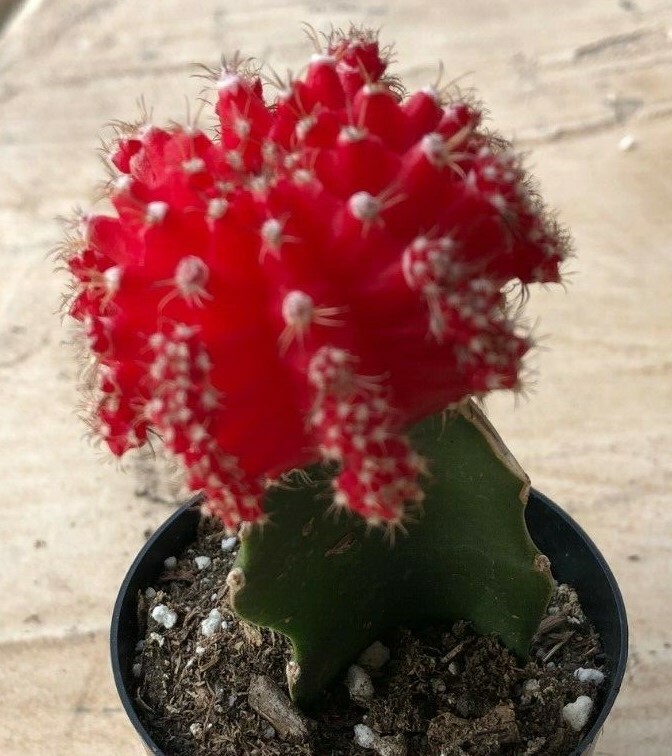 Gyncocaleum Mihanovichii Friedrichii ‘Moon Cactus’ ‘Red’, Comes in a 2.5″ Pot