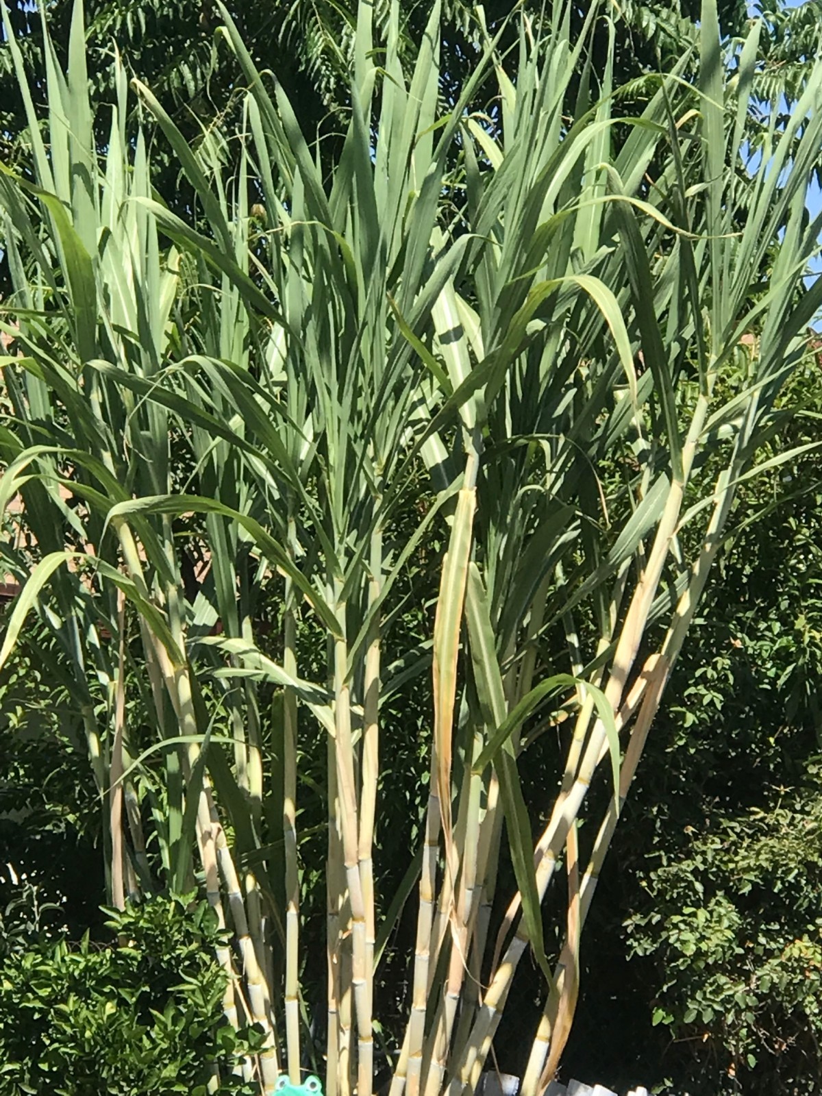 5 Sugarcane Cuttings Sugar Cane Plant, Ready To Root and Grow