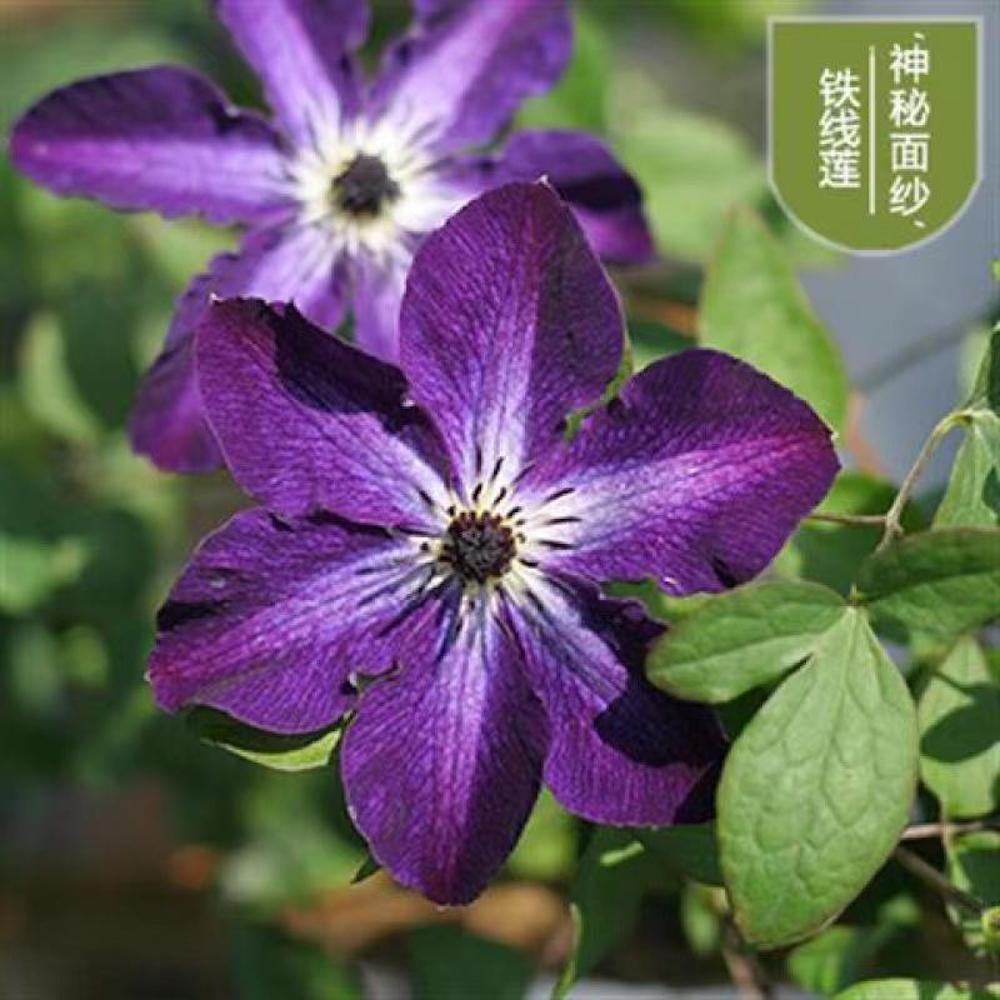 (10) CLEMATIS SEEDS rare exotic climber flower vine garden USA SELLER W/TRACK