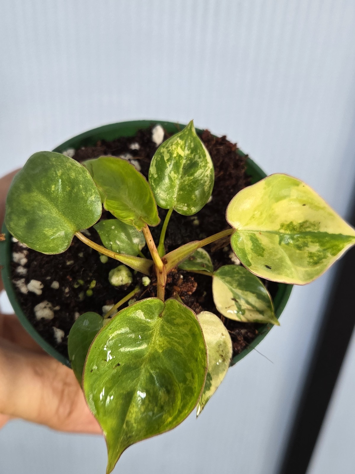 Philodendron Billietiae Variegated in 3″ pot, grower choice