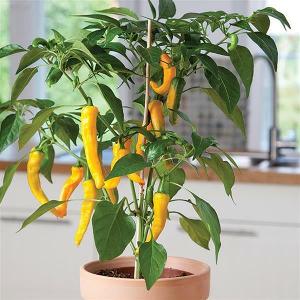 GOLDEN YELLOW CAYENNE PEPPER SEED NON-GMO SUPER COLOR DELICIOUS SALSAS! EZ 2 GRW