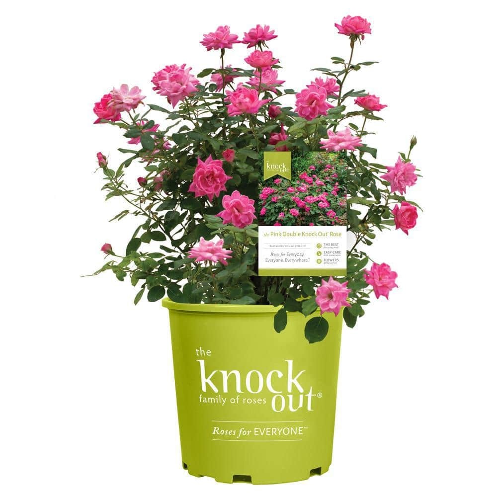 1 Gallon Double Pink Knock Out® Rose Shrub Spring Planting