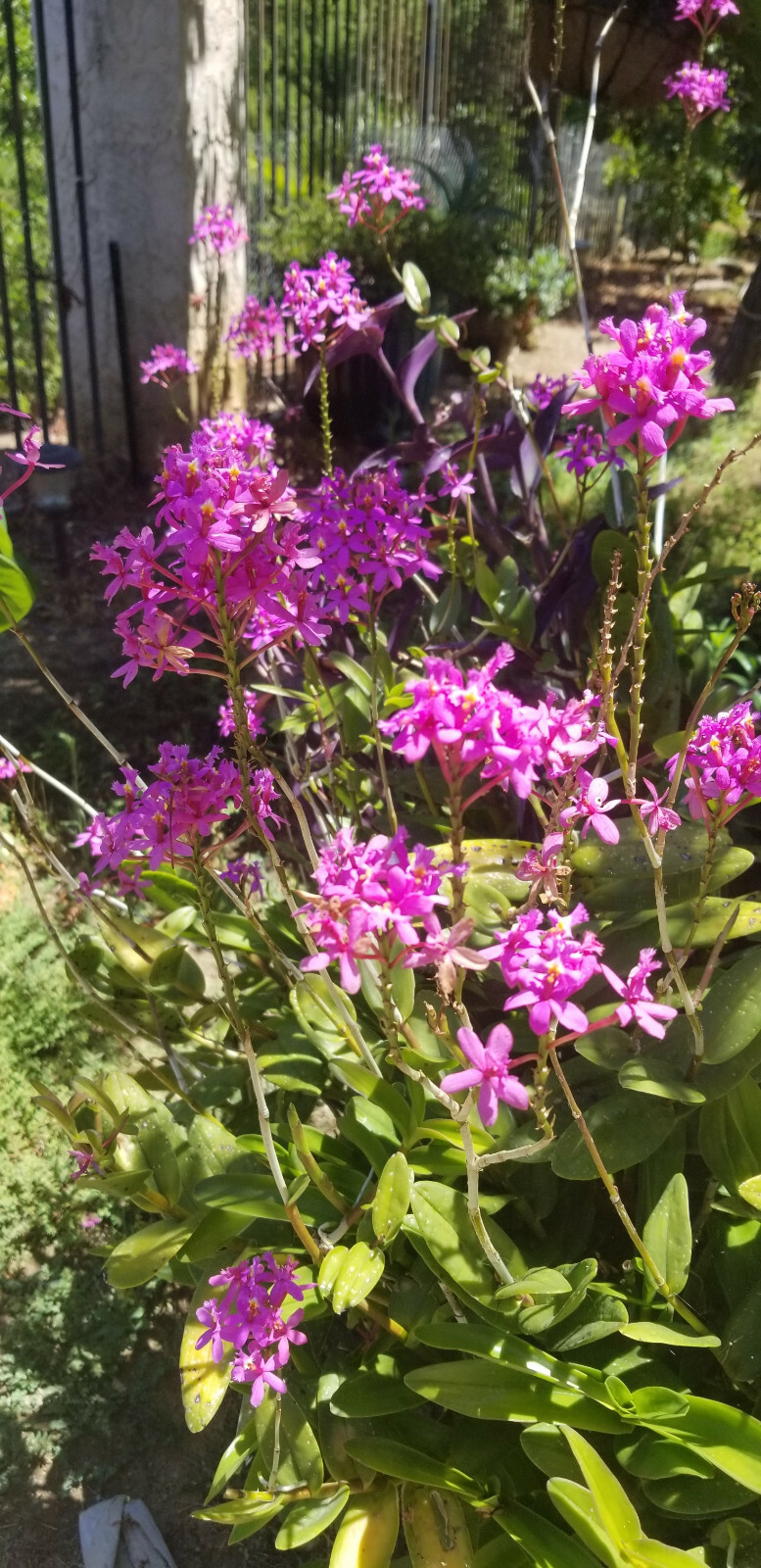 Epidendrum ORCHID 5pcs Rooted Radicans Orange Yellow/Purple cluster Flower