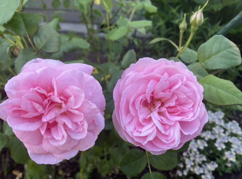 (Ausland) David Austin Shrub Rose Scepter’d Isle Live Rooted Rose Plant 5″