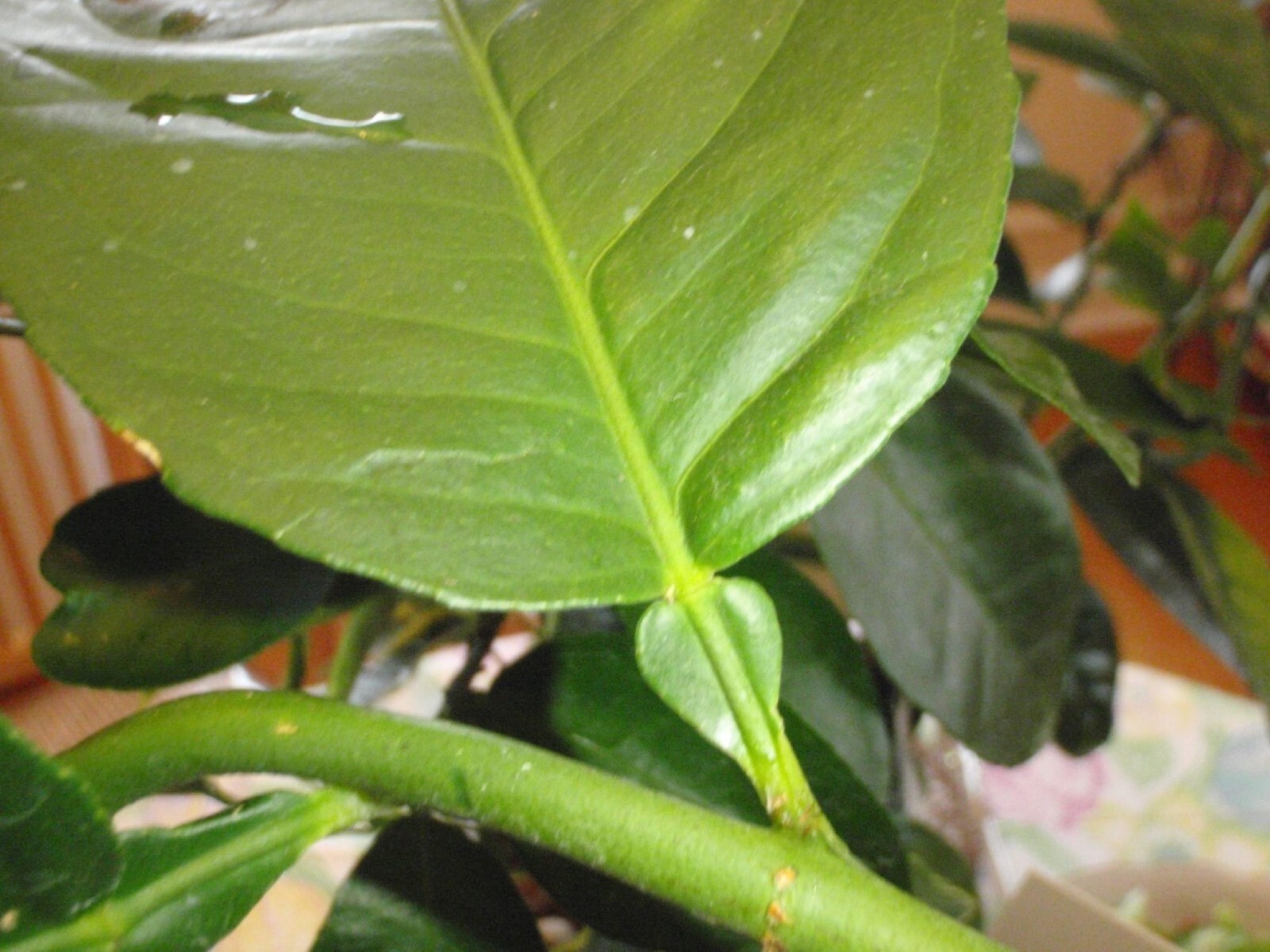California only!! Ponderosa Lemon Semi Dwarf Tree, 18-36 inches tall, grafted