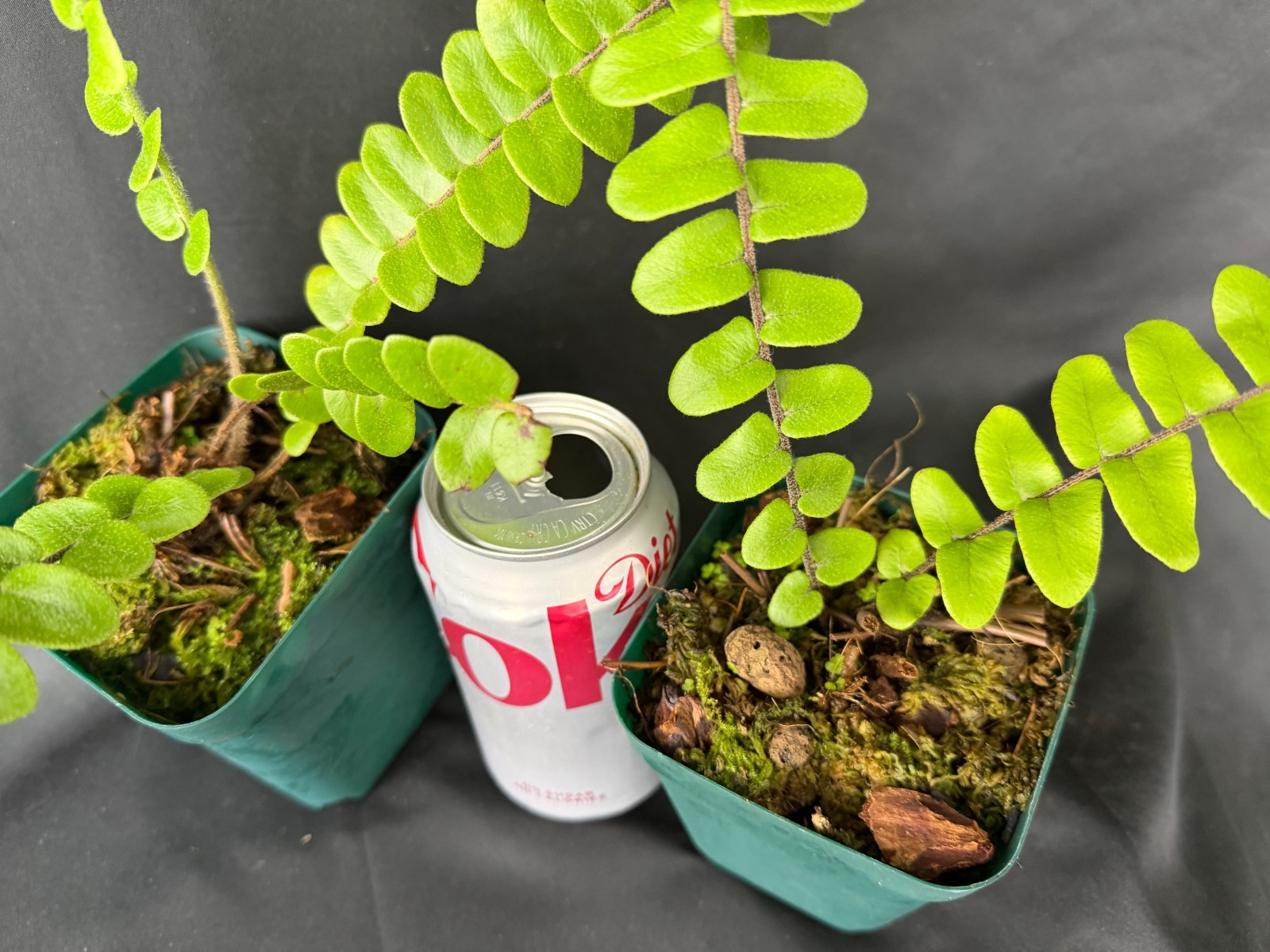 NEPHROLEPIS ACTUIFOLIA – Giant gorgeous jungle-like fern ! Tropical not staghorn
