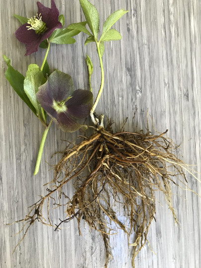 Hellebores Lenten Rose Ruby Red ONE (1) Bareroot Healthy Well Rooted Plant