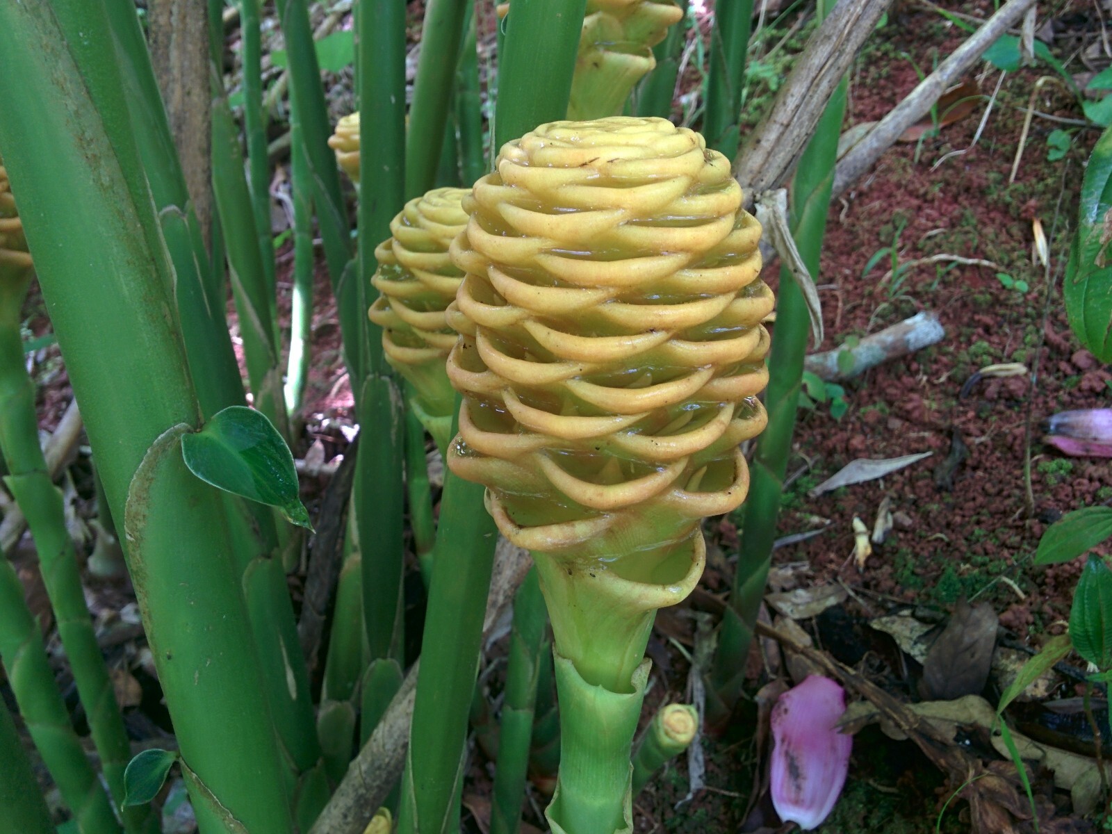 BEEHIVE GINGER LIVE RHIZOME PLANT EXOTIC TROPICAL ZINGIBER