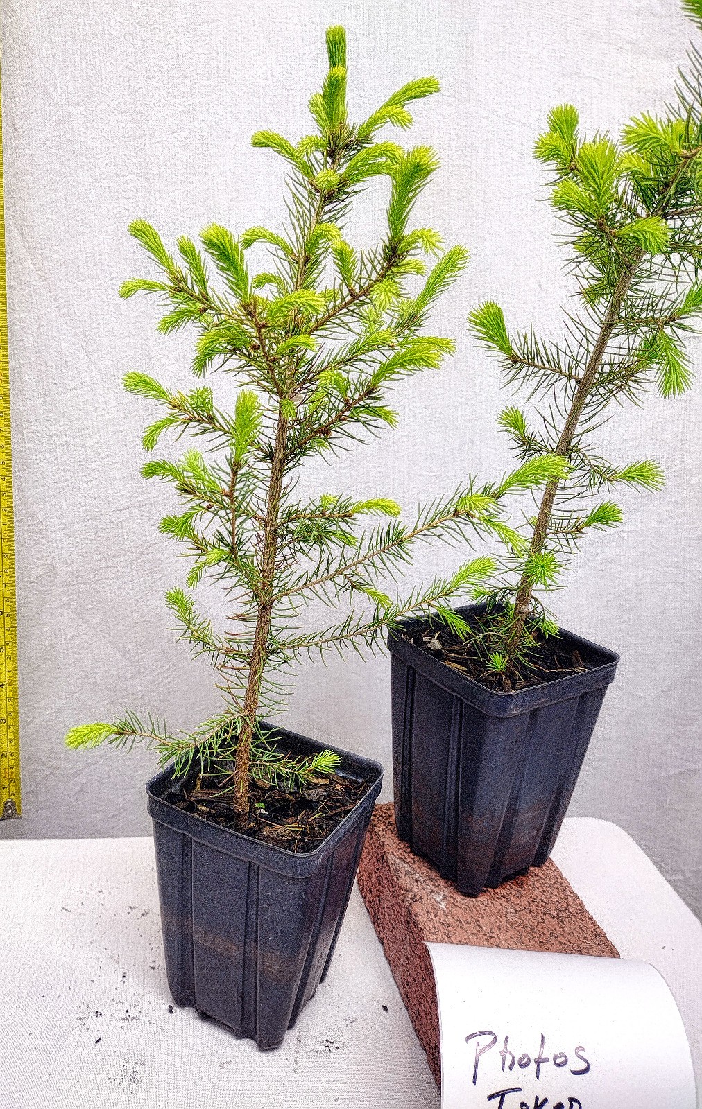 Norway Spruce 1 year old tree in nursery pot. Picea abies. Live