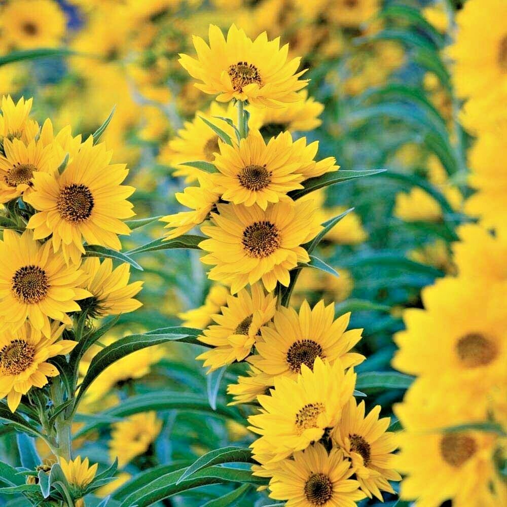 101+MAXIMILIAN Prairie SUNFLOWER Seeds Native Wildflower Heat Cold Drought Fence