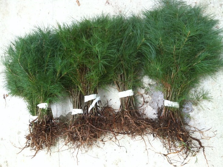 WINTER #1 SELLER QTY-10 Evergreen White pine starter trees 14-18inch seedlings