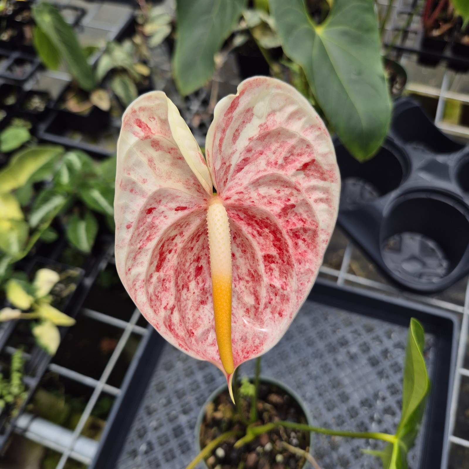 Anthurium Andraeanum Starlight Splash, Exact Plant, Speckled Ships Nationwide