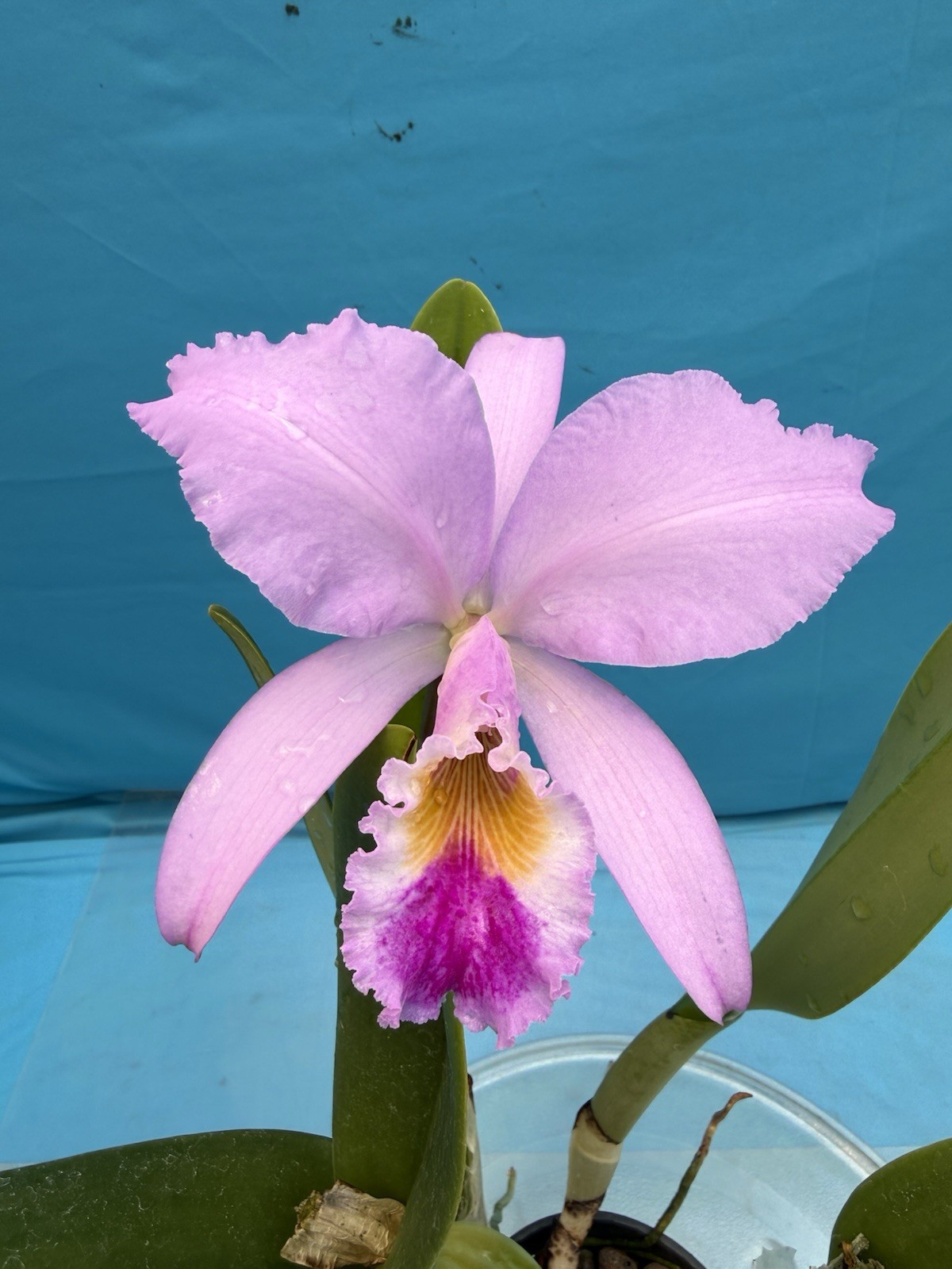 Cattleya gaskelliana ‘Pauline’ Species Orchid Eros 6” Pot Bloom + Two Sheaths