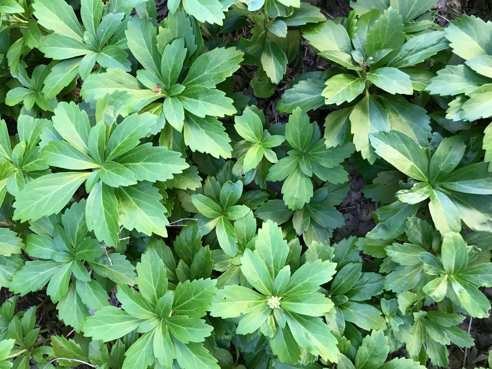 Pachysandra Terminalis “Japanese Spurge” – Evergreen Groundcover Live Plant
