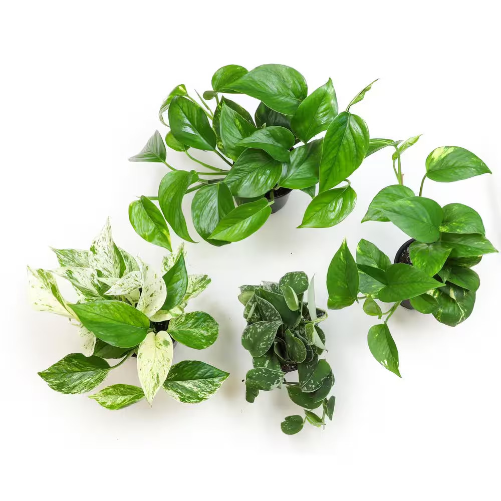 4.25 in. Pothos Asst (4-Pack)