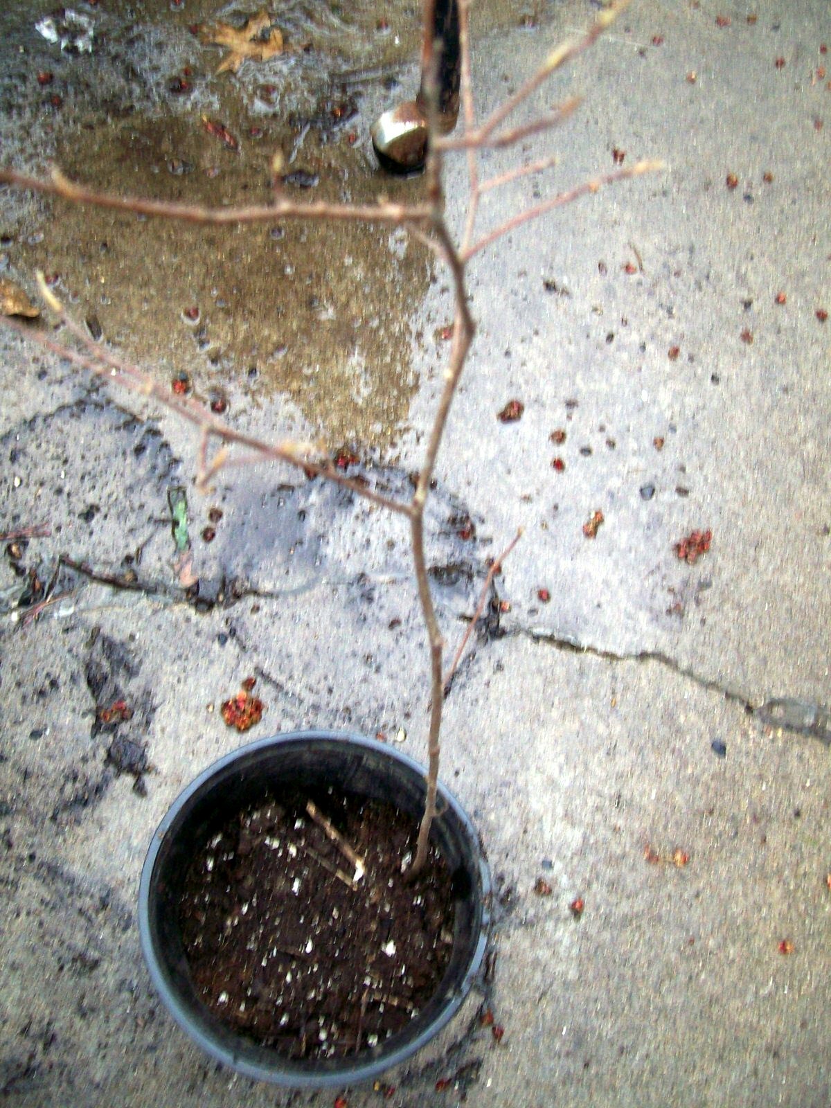 WITCHHAZEL HAMAMELIS VERNALIS STARTER LIVE PLANT 12 TO 16+ INCH SET OF 2