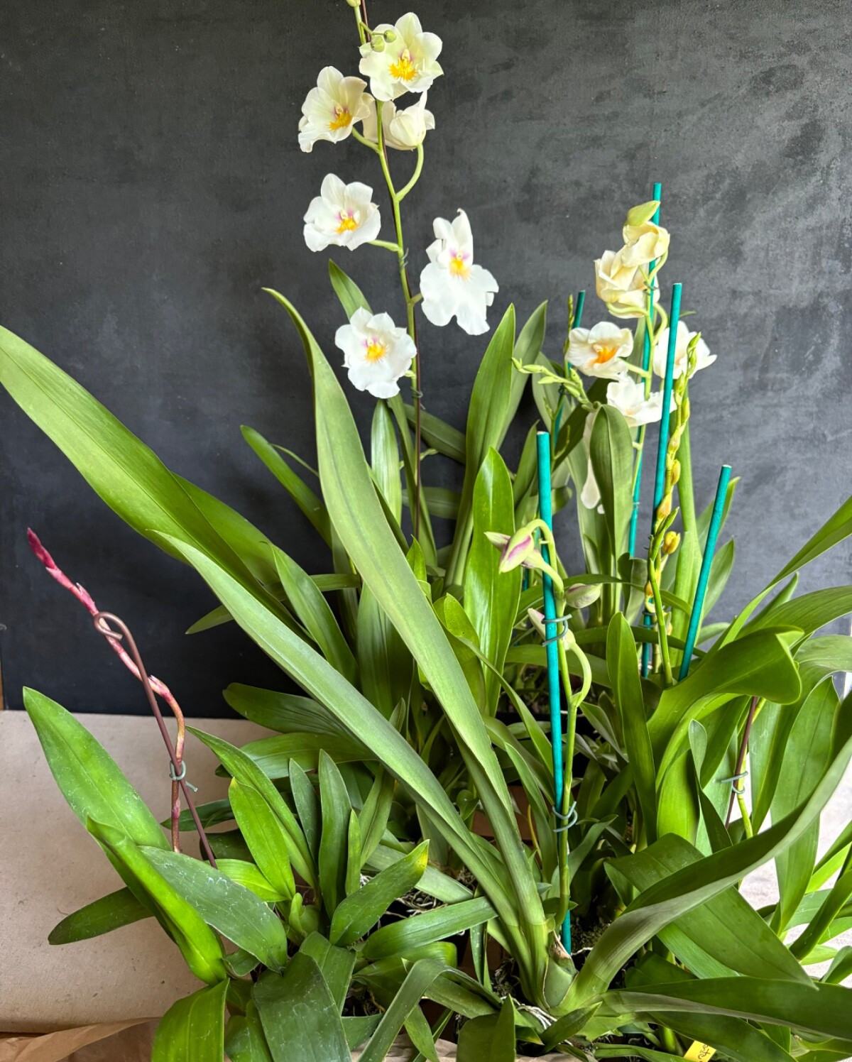 Not in spike Blooming size Assorted Oncidium Alliance Live Orchid Plant