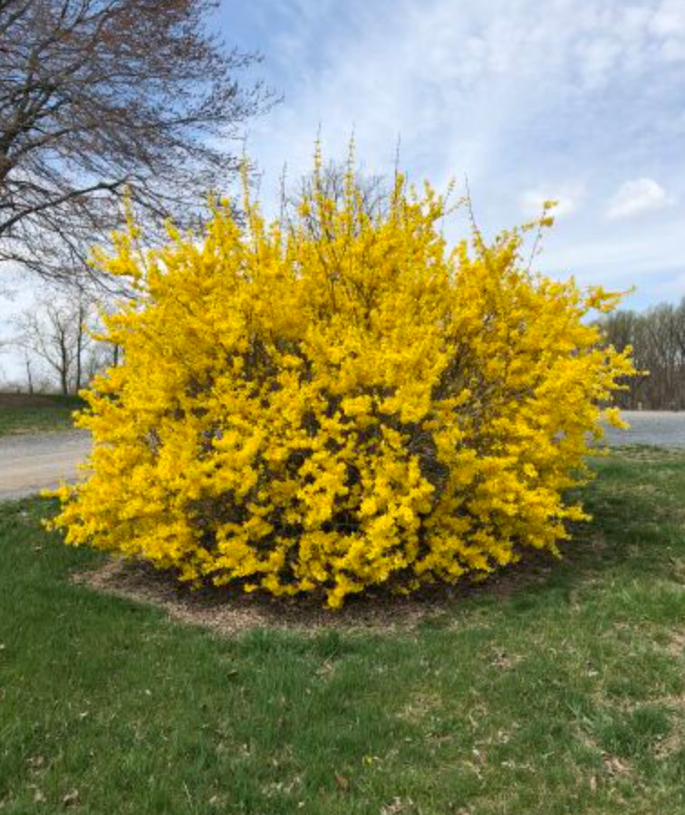 Lynwood Gold Forsythia Plant – Quart Pot – AK:Bareroot Oct–May –No Ship PR/HI/CA