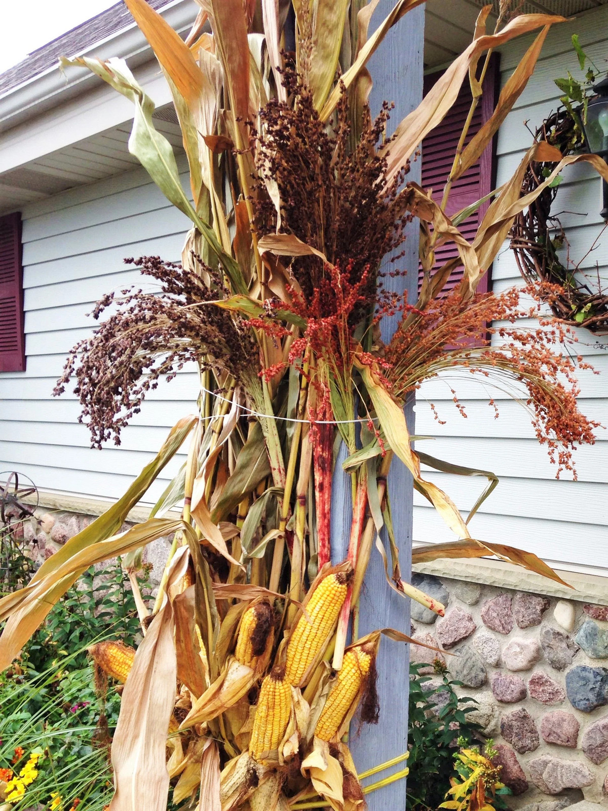 Red Broom Corn Seeds | Sorgum Bicolor Millet Mixed Colors Grain Flower Seed 2024