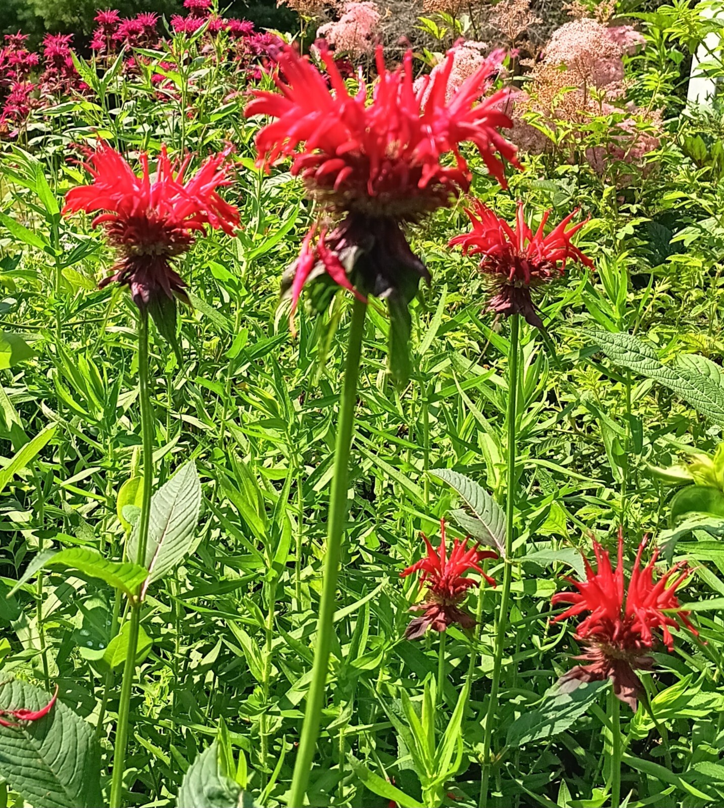 3 Monarda Jacob Cline Red Bee Balm Mature Plants Hummingbird Butterfly Bee