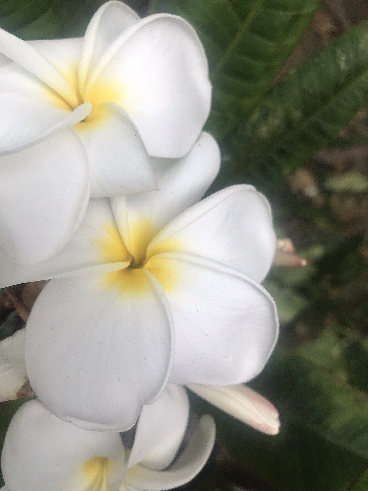 Plumeria Frangipani Fresh Cutting ~ BUY 2 GET 1 FREE !