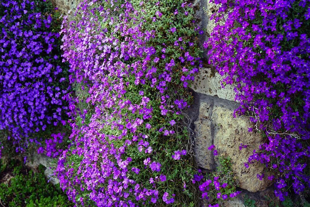 100 Purple Rock Cress Seeds Stunning Color Low Grower