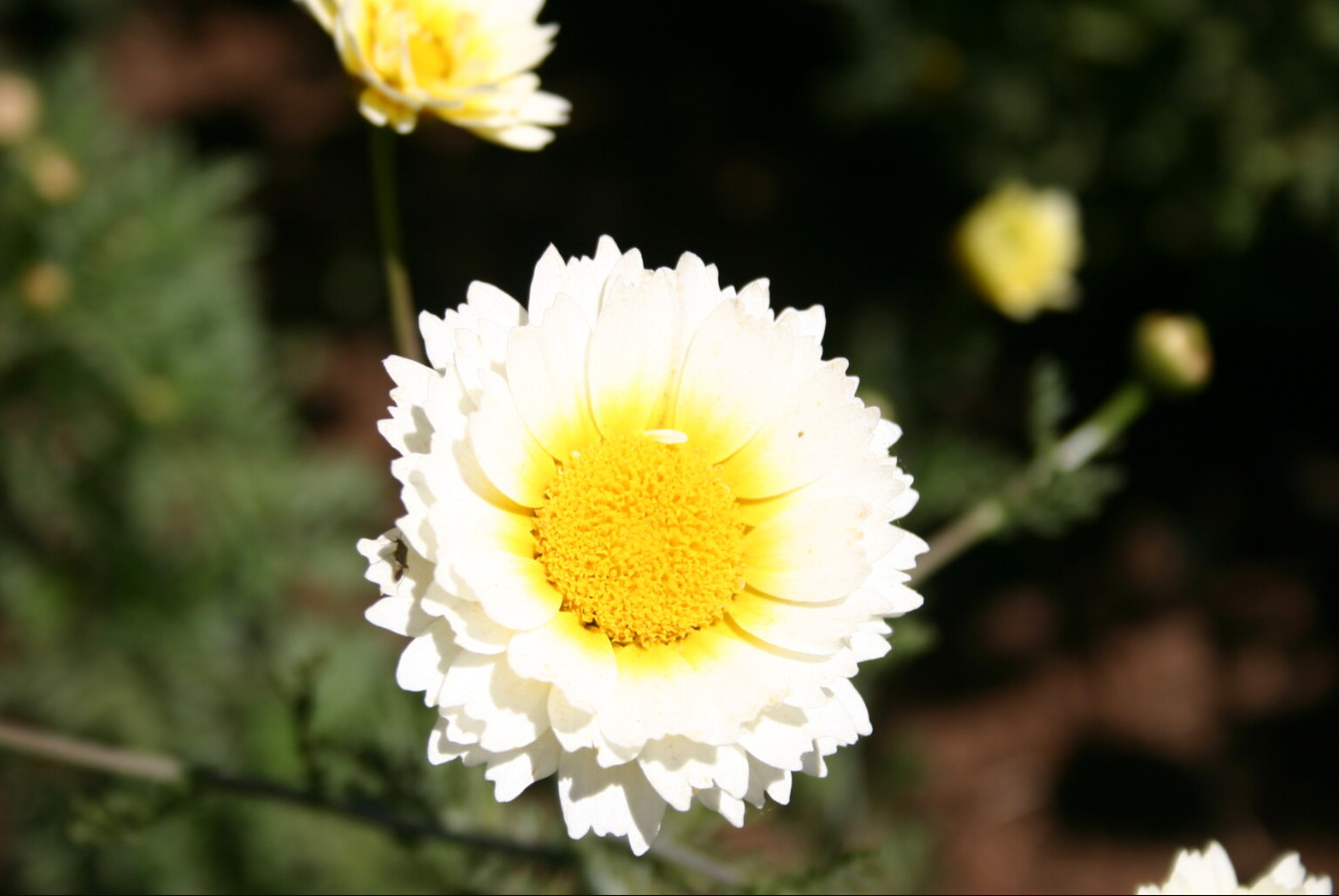 100 Seeds| Garland Daisy Seeds #N011