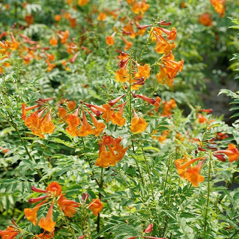 Trumpet Bush Esperanza Chicklet Orange Proven Winners Garden Live Plant 4″ Pot
