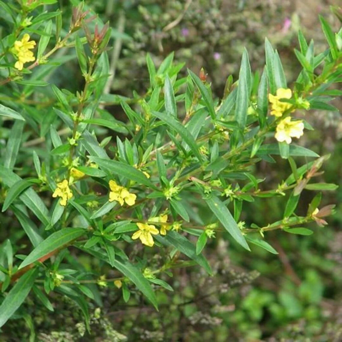 Sun Opener Live Plant 1 – 10+ inch Heimia Salicifolia Sacred Organic & Homemade