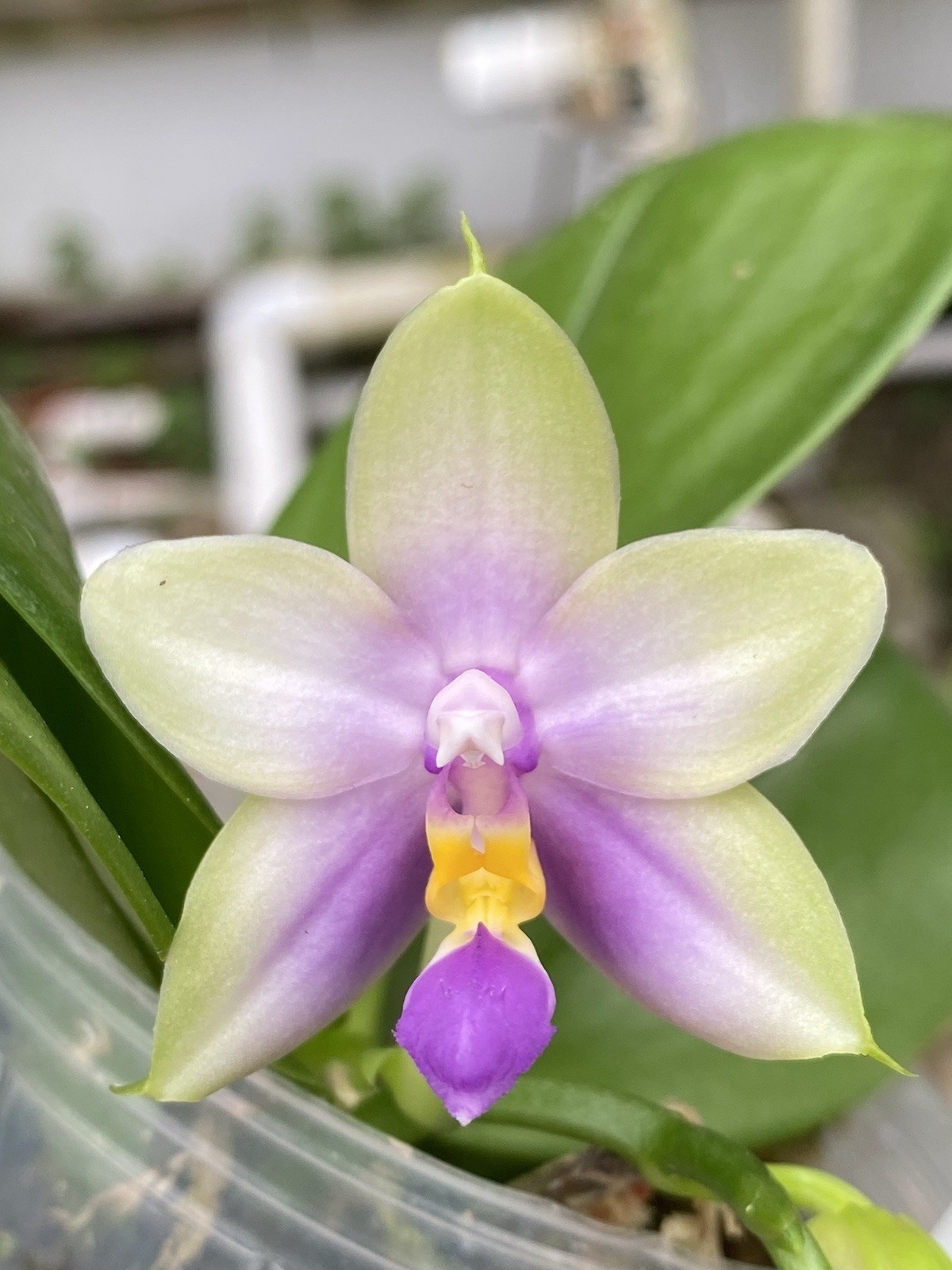 Original Phal Phalaenopsis Nobbys Green Finger x Samera-FRAGRANT