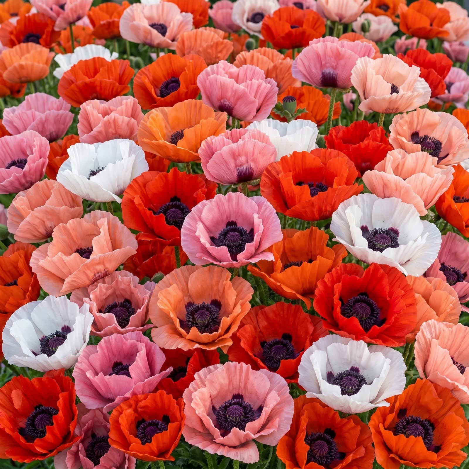 Poppy ORIENTAL Mixed Colors Perennial Cottage Garden Spring Blooms 1000 Seeds!
