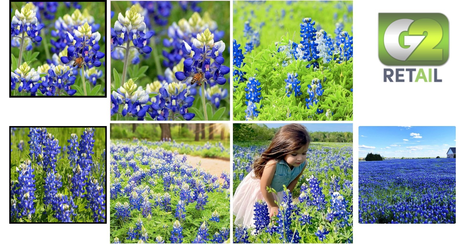 750+ Texas Bluebonnet Seeds for Vibrant Blue Wildflowers – Attracts Pollinators