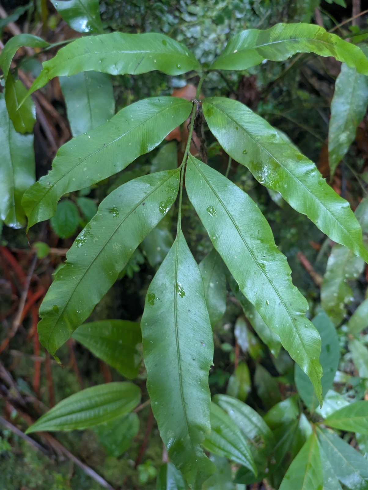 x2 LIVE Bare : Danea Fern 10″ long each, exotic rare fern SHADE
