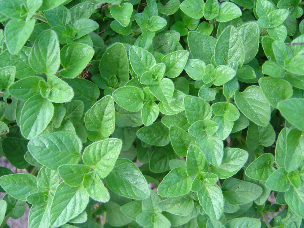 750 SEEDS – oregano – PERENNIAL HERB – GroCo* USA – BUY 15-SHIPS FREE