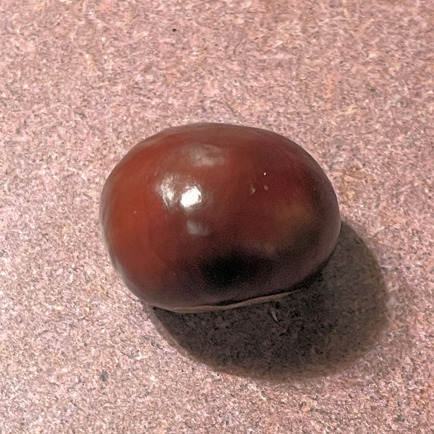 24 European Horse Chestnut Buckeye Seeds Aesculus Hippocastanum Conker Nut Tree