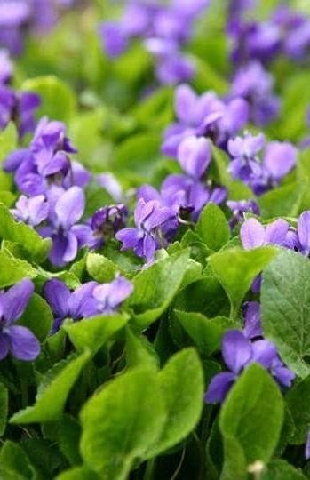 20 Wild Violet Flower Plant Purple Viola, Bareroot Rhizomes Bulbs