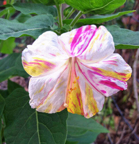 Mirabilis jalapa | Broken Colors | 10 Seeds