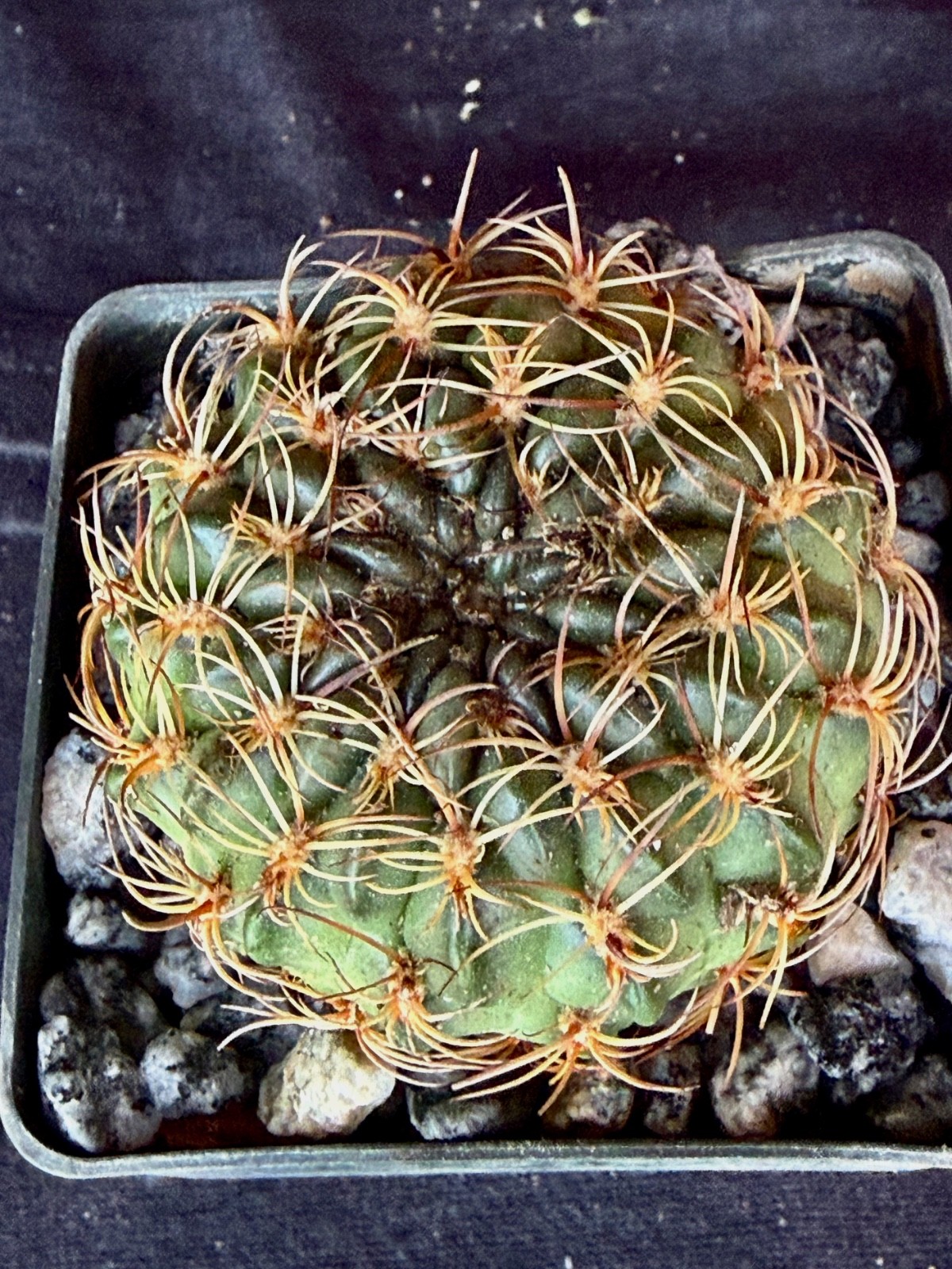 Lobivia draxleriana, cactus plant